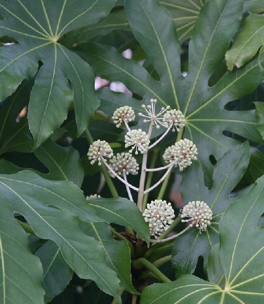 Fatsia japonica 4 lit.